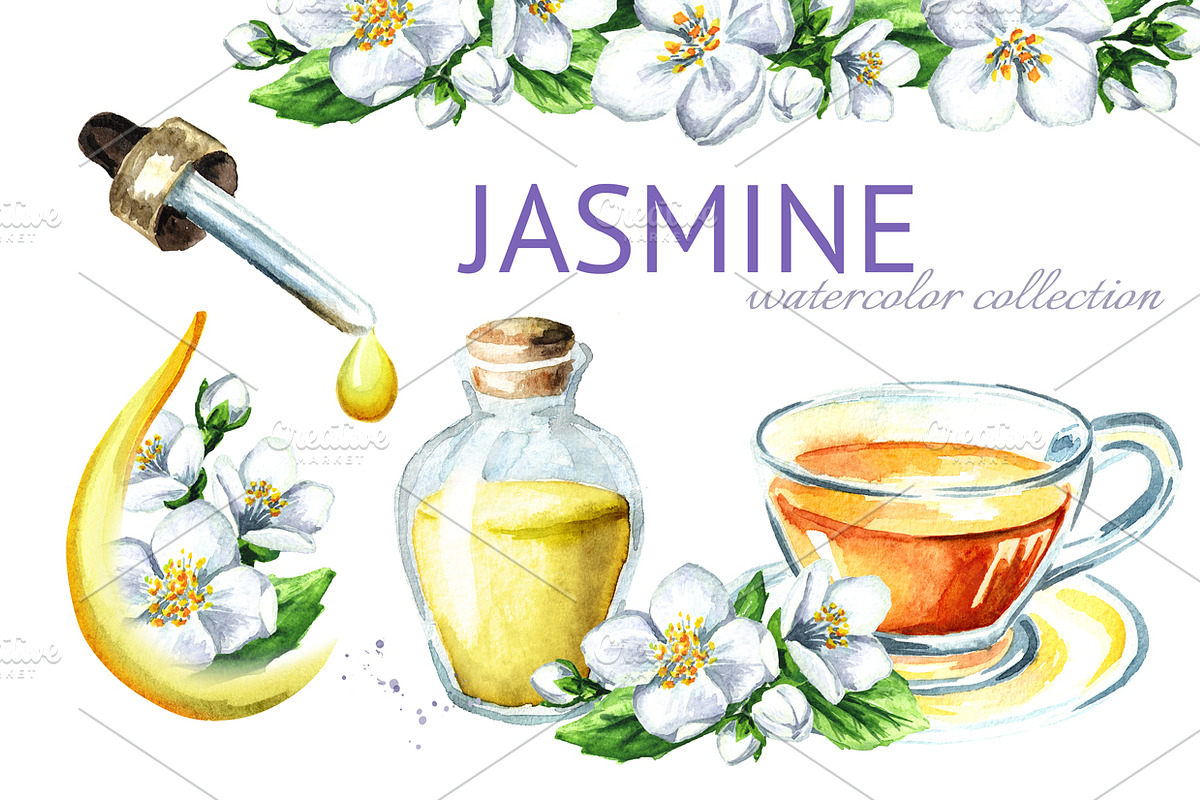 Jasmine. Watercolor collection in Illustrations - product preview 8