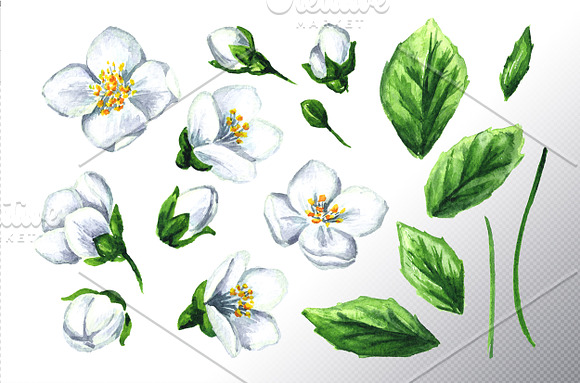 Jasmine. Watercolor collection in Illustrations - product preview 1