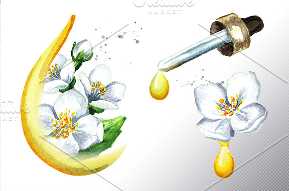 Jasmine. Watercolor collection in Illustrations - product preview 4