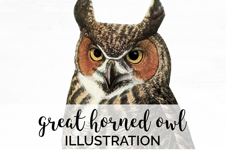 Great Horned Owl Vintage Bird