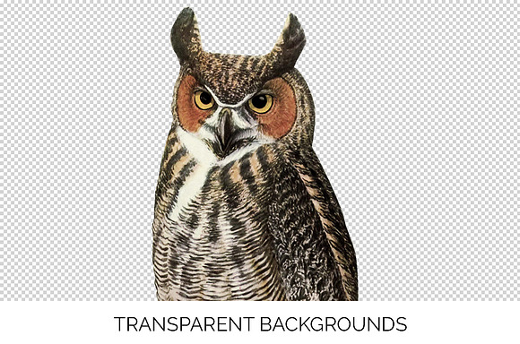 Great Horned Owl Vintage Bird in Illustrations - product preview 2