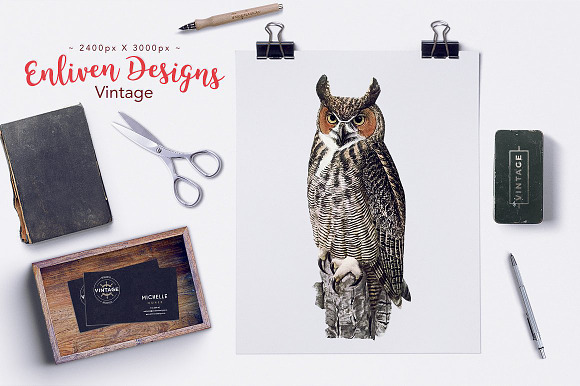 Great Horned Owl Vintage Bird in Illustrations - product preview 3