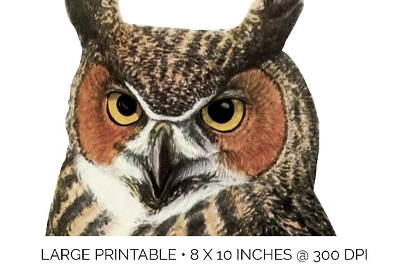Great Horned Owl Vintage Bird in Illustrations - product preview 4