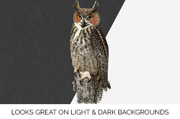 Great Horned Owl Vintage Bird in Illustrations - product preview 6