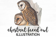 Owl Chestnut-Faced Watercolor Birds