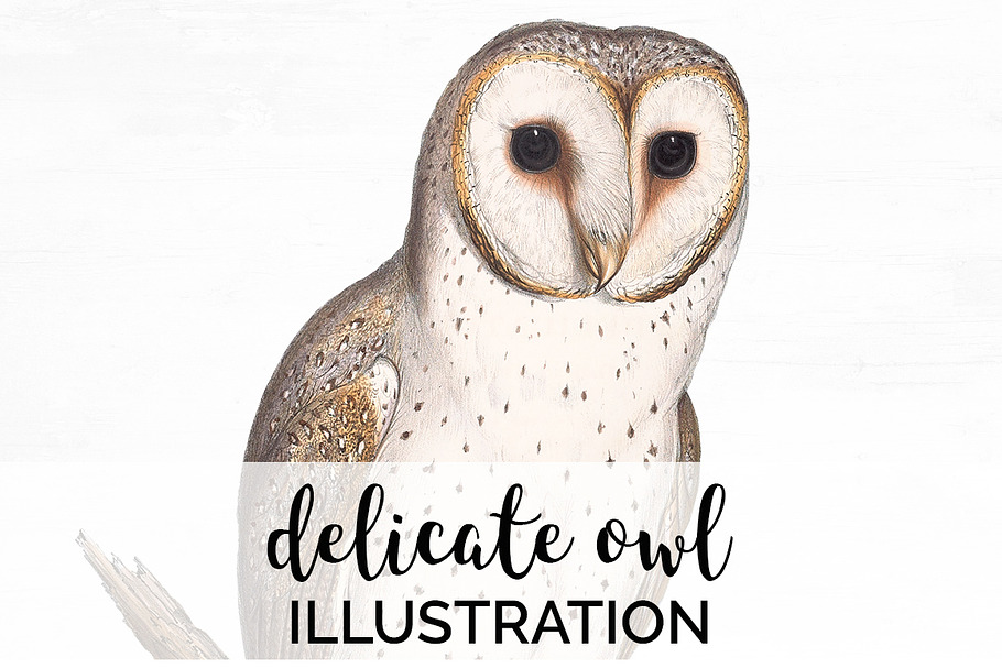 Delicate Owl Vintage Watercolor Bird
