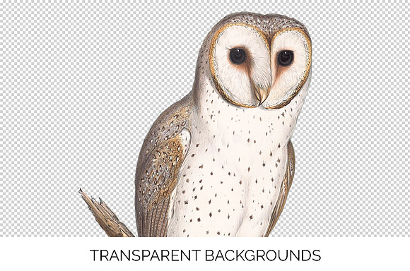 Delicate Owl Vintage Watercolor Bird in Illustrations - product preview 2