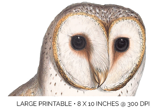 Delicate Owl Vintage Watercolor Bird in Illustrations - product preview 4