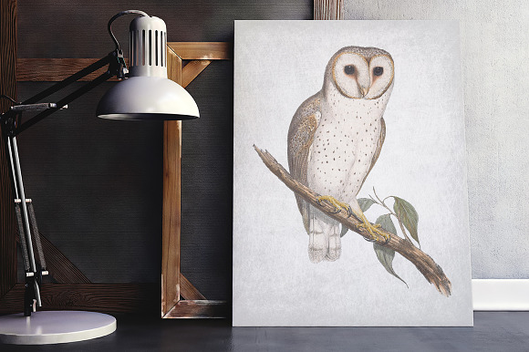 Delicate Owl Vintage Watercolor Bird in Illustrations - product preview 5