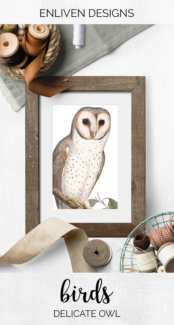 Delicate Owl Vintage Watercolor Bird in Illustrations - product preview 7