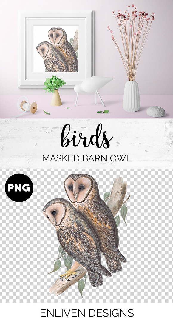Barn Owl Masked Vintage Birds in Illustrations - product preview 1