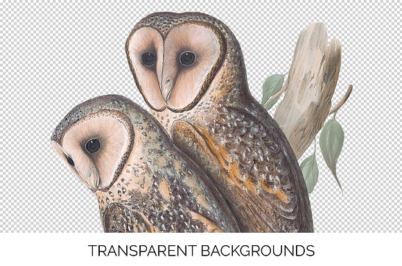 Barn Owl Masked Vintage Birds in Illustrations - product preview 2