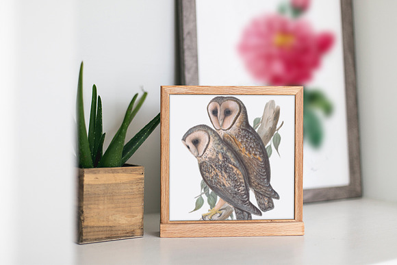 Barn Owl Masked Vintage Birds in Illustrations - product preview 3