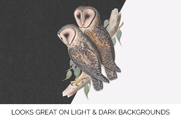 Barn Owl Masked Vintage Birds in Illustrations - product preview 6
