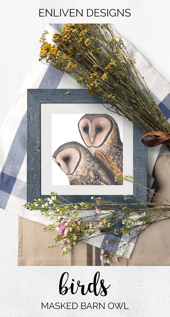 Barn Owl Masked Vintage Birds in Illustrations - product preview 7