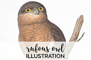 Rufous Owl Vintage Watercolor Bird