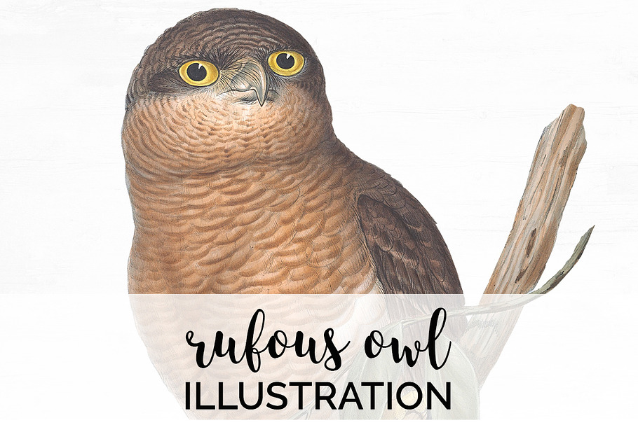 Rufous Owl Vintage Watercolor Bird