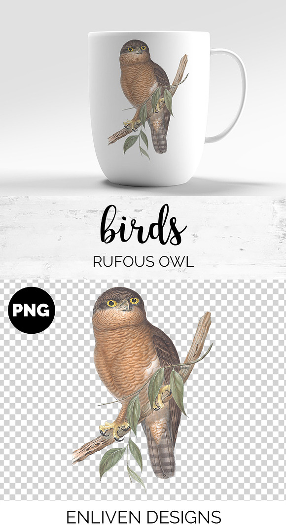 Rufous Owl Vintage Watercolor Bird in Illustrations - product preview 1