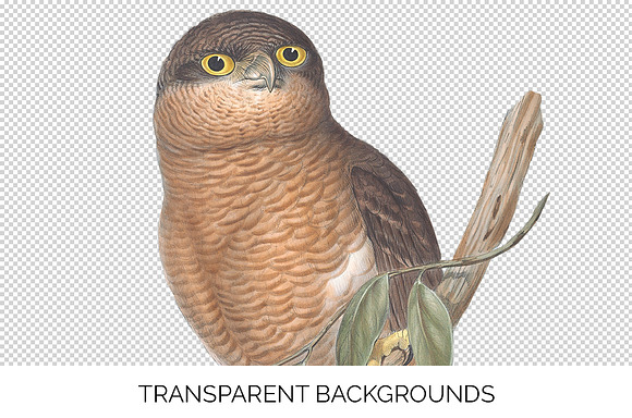 Rufous Owl Vintage Watercolor Bird in Illustrations - product preview 2