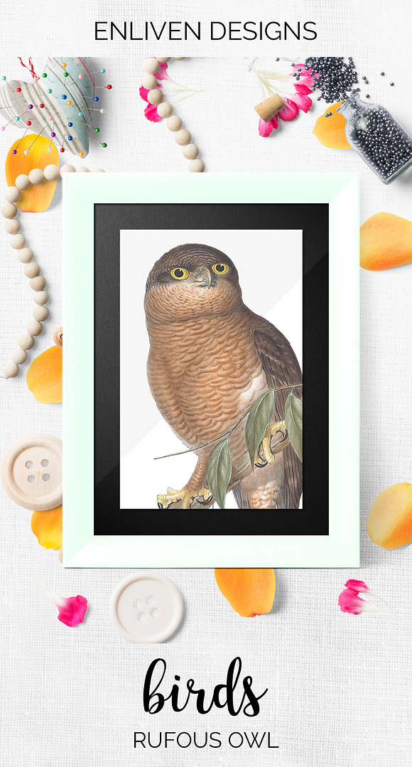 Rufous Owl Vintage Watercolor Bird in Illustrations - product preview 7