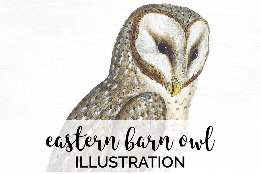 Barn Owl Eastern Watercolor Birds in Illustrations - product preview 8