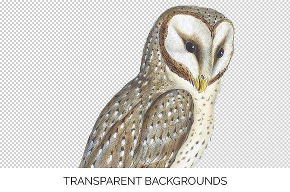 Barn Owl Eastern Watercolor Birds in Illustrations - product preview 2