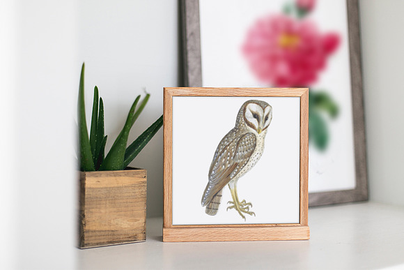 Barn Owl Eastern Watercolor Birds in Illustrations - product preview 3