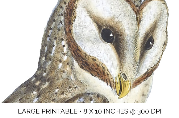 Barn Owl Eastern Watercolor Birds in Illustrations - product preview 4