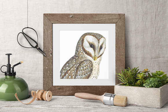 Barn Owl Eastern Watercolor Birds in Illustrations - product preview 5
