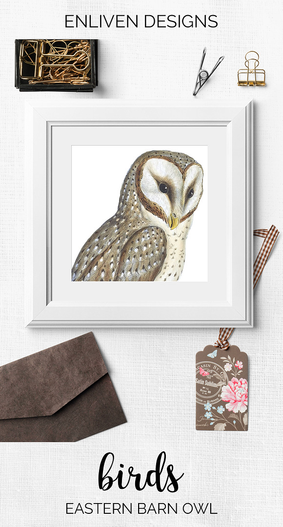 Barn Owl Eastern Watercolor Birds in Illustrations - product preview 7