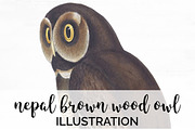 Wood Owl Nepal Brown Vintage Bird