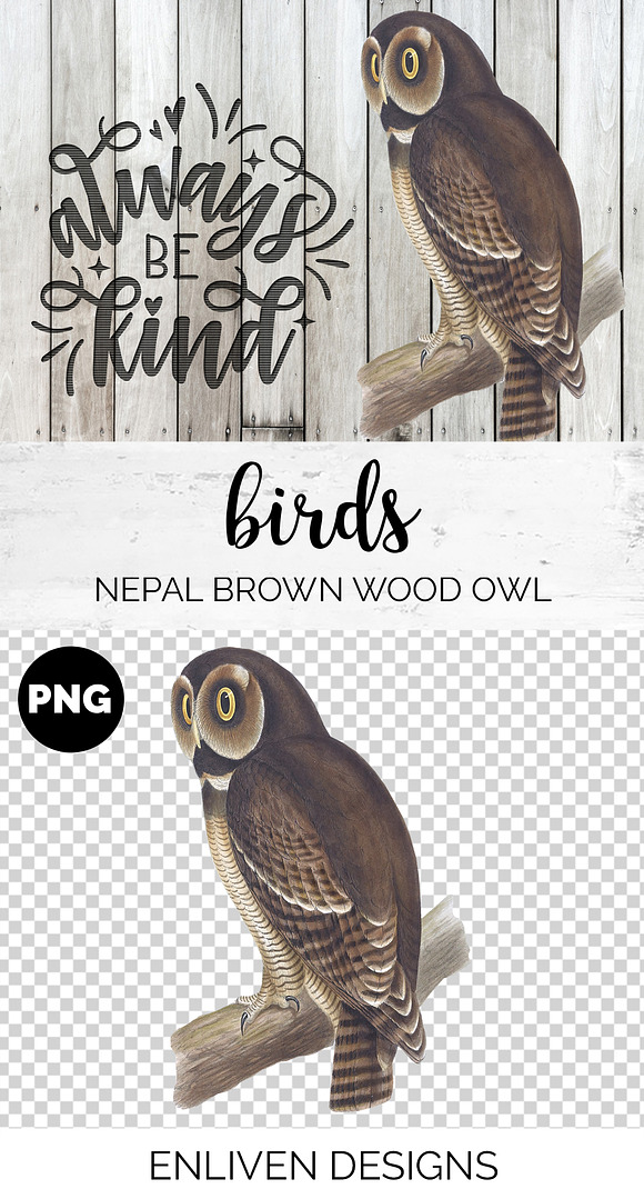 Wood Owl Nepal Brown Vintage Bird in Illustrations - product preview 1