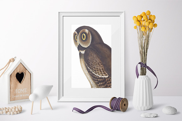 Wood Owl Nepal Brown Vintage Bird in Illustrations - product preview 5