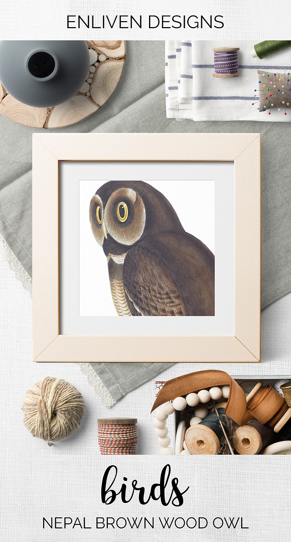 Wood Owl Nepal Brown Vintage Bird in Illustrations - product preview 7