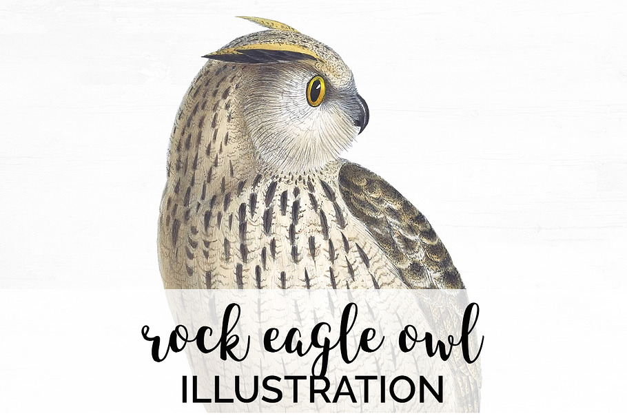 Owl Rock Eagle Vintage Birds