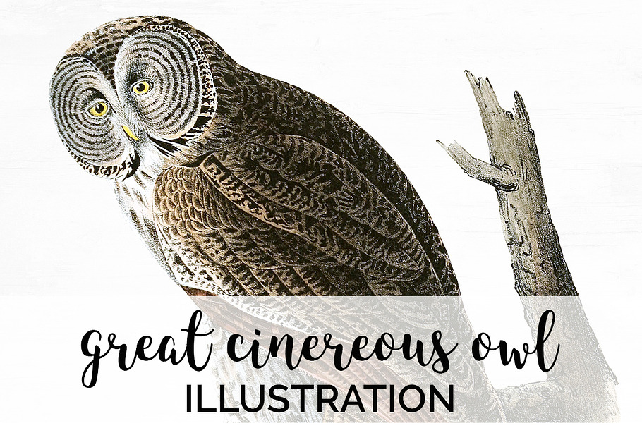 Owl Great Cinereous Owl Vintage Bird in Illustrations - product preview 8