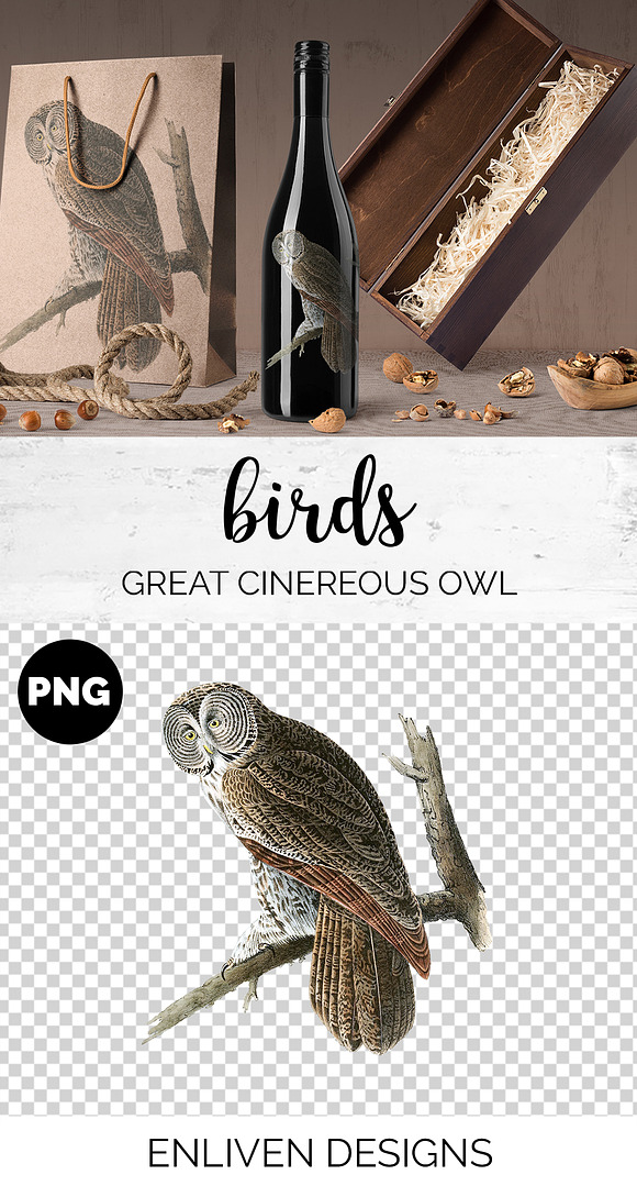 Owl Great Cinereous Owl Vintage Bird in Illustrations - product preview 1