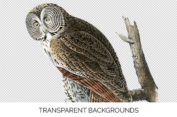 Owl Great Cinereous Owl Vintage Bird in Illustrations - product preview 2