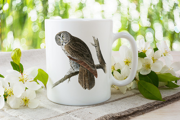 Owl Great Cinereous Owl Vintage Bird in Illustrations - product preview 3