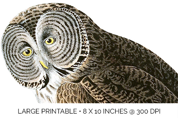 Owl Great Cinereous Owl Vintage Bird in Illustrations - product preview 4