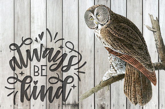 Owl Great Cinereous Owl Vintage Bird in Illustrations - product preview 5