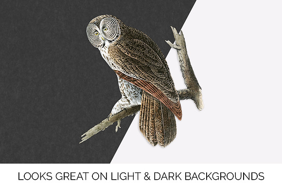 Owl Great Cinereous Owl Vintage Bird in Illustrations - product preview 6