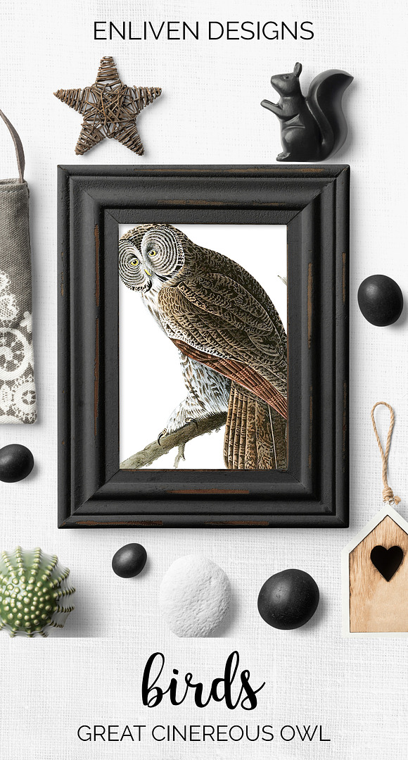 Owl Great Cinereous Owl Vintage Bird in Illustrations - product preview 7