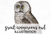 Cinnereous Owl Vintage Watercolor