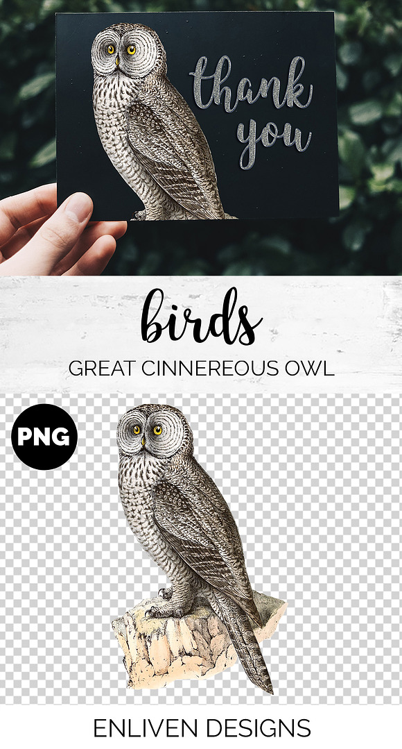 Cinnereous Owl Vintage Watercolor in Illustrations - product preview 1