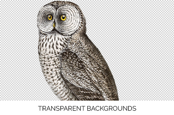 Cinnereous Owl Vintage Watercolor in Illustrations - product preview 2