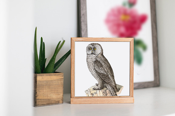 Cinnereous Owl Vintage Watercolor in Illustrations - product preview 3