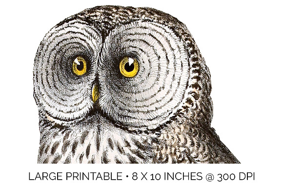 Cinnereous Owl Vintage Watercolor in Illustrations - product preview 4