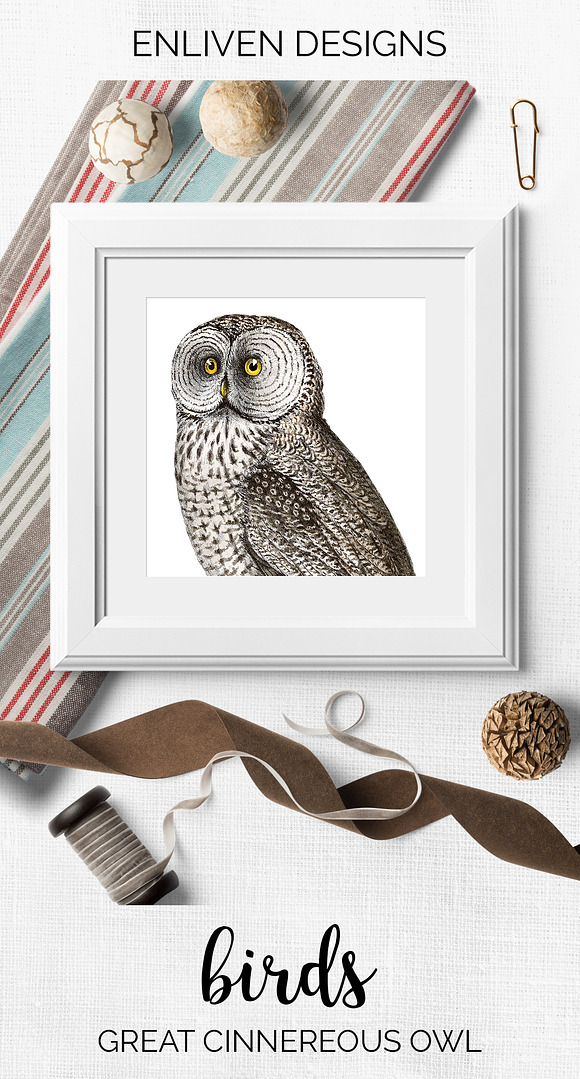 Cinnereous Owl Vintage Watercolor in Illustrations - product preview 7
