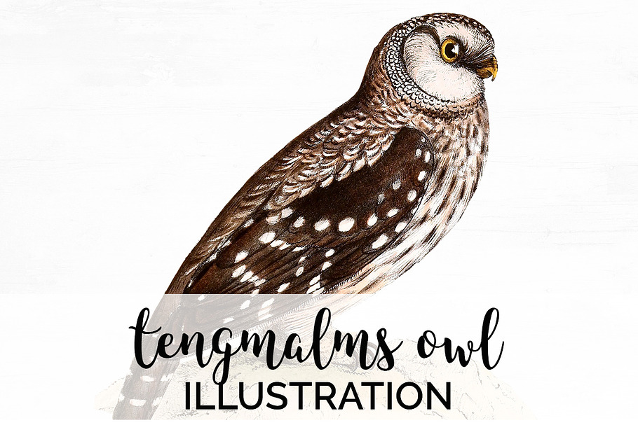 Owl Tengmalms Vintage Watercolor Bir in Illustrations - product preview 8